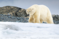 Fotoreise - SPITZBERGEN POLARBÄREN-SAFARI - 01. bis 16. Juli 2026